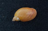 藏品(臺灣椎實螺)的圖片